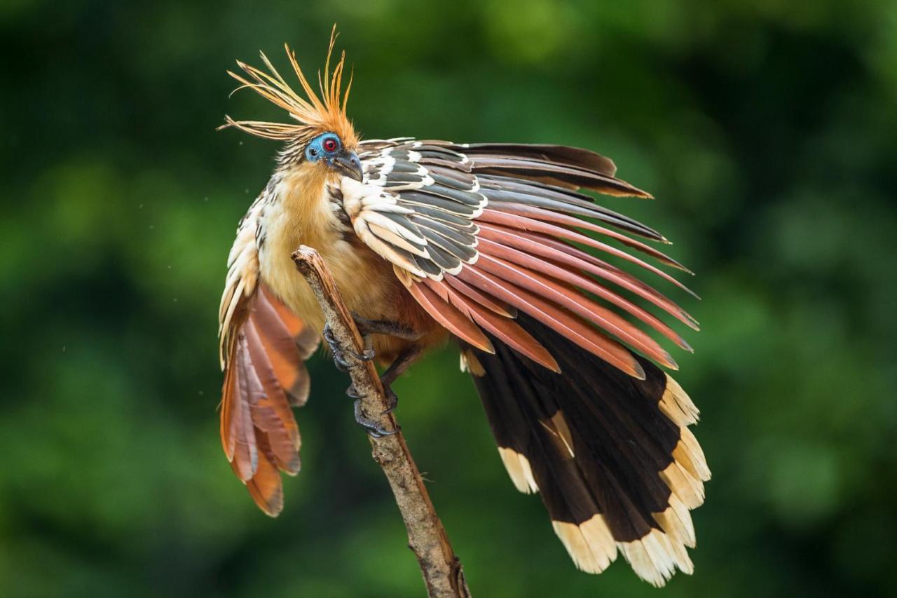 Pumarinri Amazon Lodge Tarapoto Zewnętrze zdjęcie